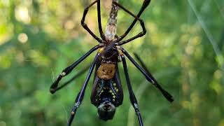 Giant orb weaver  Molting [upl. by Strickland]