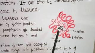 Structure of Myoglobin [upl. by Billat]