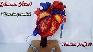 Human Heart working model  Human Heart model making using syringe  reemacreativeideas6601 [upl. by Ronen127]