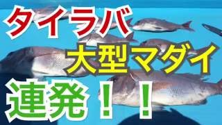 伊勢湾 誘導式タイラバで大型マダイ連発！Big Fish Boat Shallow Sea Fishing [upl. by Itsyrc]