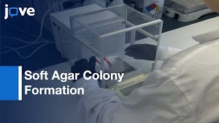 Soft Agar Colony Formation Assay to identify inhibitors of Tumors  Protocol Preview [upl. by Omrelliug69]