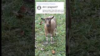 How is prangent formed yahooanswers goatrunclub homestead runningwithdogs hobbyfarm [upl. by Montford]