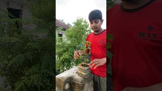 গাছটিকে উল্টো করে রাখলে কেমন বাড়বে part1 tranding experiment scienceandmyths minimyths [upl. by Bollen]