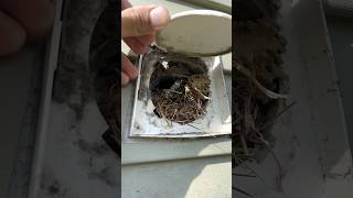 We had to get rid of their home  Dryer vent cleaning birds nest [upl. by Olivann658]