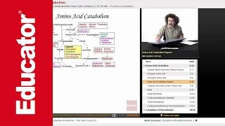 Amino Acid Catabolism  Biochemistry Tutorial [upl. by Neersan]