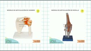 MODELO DE MAQUETAS DE ARTICULACIONES DEL CUERPO HUMANO  Didáktica Laboratorios [upl. by Tawsha]