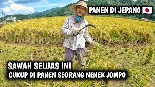 PANEN PADI DI JEPANG ‼️ ternyata seperti ini cara orang jepang panenan [upl. by Aynodal]