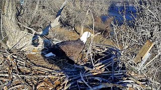 Ma brings a stick in they come back to the nest in the evening Fort St Vrain Eagles 2024 11 12 [upl. by Jempty]