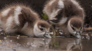 Noorderplantsoen  Trailer Natuurfilm [upl. by Borgeson692]