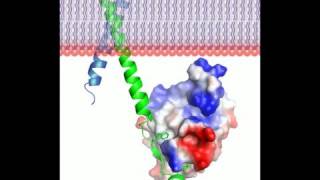 Talin protein  3D movie and a song Rate My Science [upl. by Genisia211]