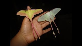 Chinese moon moth Actias dubernardi Moon Moth Breeding [upl. by Nylteak]