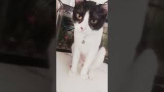 ✌️😸  fypシ゚viral cat edit funny kitler [upl. by Hsemar]