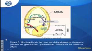 QACapítulo 7 Reguladores del crecimiento vegetal [upl. by Faxen794]