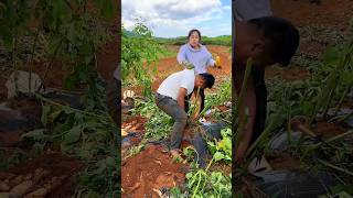 Sweet Potatoes 🍠🍠 Harvesting from Farm With Rural Farmer Activites 👍 shorts youtubeshorts [upl. by Reniti]