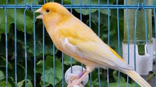 Long Sounds Canary Bird Singing Song For Training Canaries [upl. by Stavro]