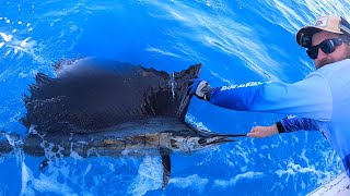 Pilbara sailfish couppla days chasing billfish finding a few hot bites from sails [upl. by Ramirol821]