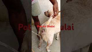 Poti ka Dhulai doglover vlog funny [upl. by Nivlac108]