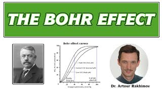 03BBohr Effect Healthy vs Sick People and Oxygen Transport [upl. by Margeaux]