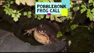 Pobblebonk Frog Call  Banjo Frog Limnodynastes dumerilii [upl. by Nylecsoj]