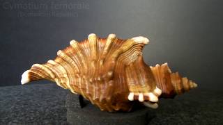 GklinShells  Superb shapes amp sculpture of marine gastropods [upl. by Esyak]