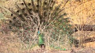 Dancing Peacock Pavo muticus in Baluran National Park [upl. by Nomit]