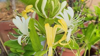 Honeysuckle Care and Repotting  Madhumathi [upl. by Arimihc]