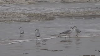 Authorities warn about bacteria found at Southeast Texas beaches [upl. by Ernaldus]