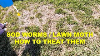 Sod Webworms lawn moth  how to treat it [upl. by Atikahs]