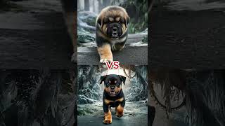 Puppy vs Pitbull puppy  German Shepherd Husky Doberman retriever Pointer [upl. by Boiney]