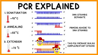 PCR Polymerase Chain Reaction Explained [upl. by Ebner]