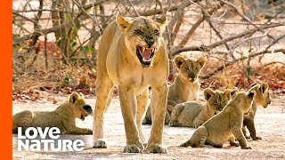 MK Lion Mothers Shield Cubs from Their Fathers  Love Nature [upl. by Corsiglia]