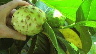 The Noni Fruit and Tree  Morinda citrifolia  HD Video [upl. by Beaston]