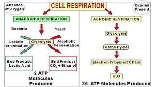 Cellular Respiration [upl. by Fauver]