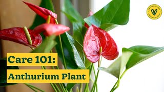 How to Take Care of Your Anthurium Plants  Anthurium Care Tips  Ugaoo [upl. by Cleti652]