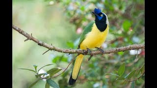 Ave Carriqui  Cyanocorax yncas  Green Jay [upl. by Neelyam10]