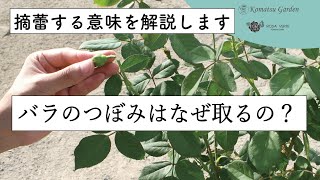 【バラの基本知識】バラのつぼみなぜ取るの？ [upl. by Barthold]