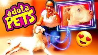 Pitbull  5 DICAS PRA VOCÊ QUE QUER ADOTAR UM PET OU QUE JÁ TEM UM DOG  Será que é caro manter [upl. by Allehcram]