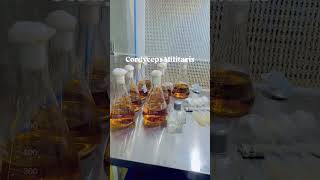 Cordyceps militaris rashpalbrar8925 liquid culture🍄subscribe cordyceps militarismo labgrown [upl. by Lennaj408]