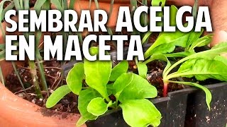 Como sembrar acelgas en maceta  Cultivo de Acelga Parte 1cosasdeljardin [upl. by Grier704]