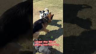 Langya stop Blitzen playing with other dog [upl. by Lynett]