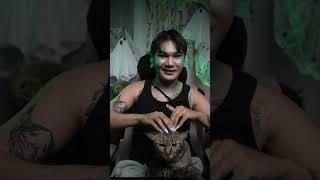 จัสตินแมวปลอม asmr asmrcat cat asmrtapping [upl. by Marlette800]