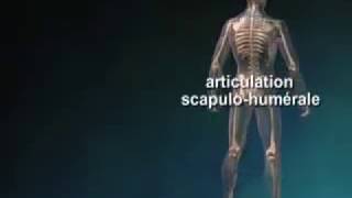 PSHCapsulite rétractileEpaule gelée Périarthrite de lépaule Définition Symptômes Causes [upl. by Stephanie]