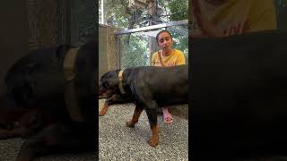 Rottweiler Bubzee Ke Sath Ho Rahi Hai Bohot NaInsaafi Justice For Bubzee shorts dogs rottweiler [upl. by Ehsrop]