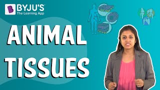 Animal Tissues [upl. by Staffan]