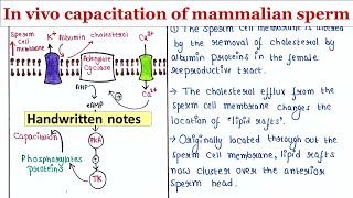 In vivo capacitation of mammalian sperm  Handwritten notes [upl. by Bushweller890]