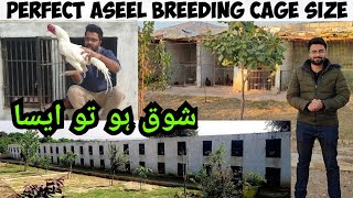 Aseel Murga Cage Setup  Breeding Cages for my chickens  Backyard Poultry [upl. by Alocin]