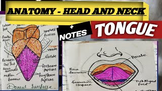 tongue anatomy tongue notes  tongue anatomy notes tongue anatomy essential of medical science [upl. by Artenak277]