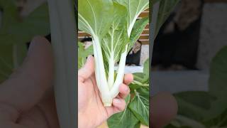 Growing Baby Bok Choy from seeds [upl. by Nilved]