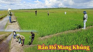 Linh Philip  Bắt Gặp Rắn Hổ Mang Khi Đến Thăm Và Kiểm Tra Bệnh Cho Lúa Ở Nông Trại Anh Nhân [upl. by Anhoj]