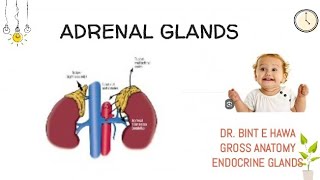 ADRENAL GLANDS ANATOMY COMPLETE ENDOCRINE MODULE Gross anatomy [upl. by Kalagher]